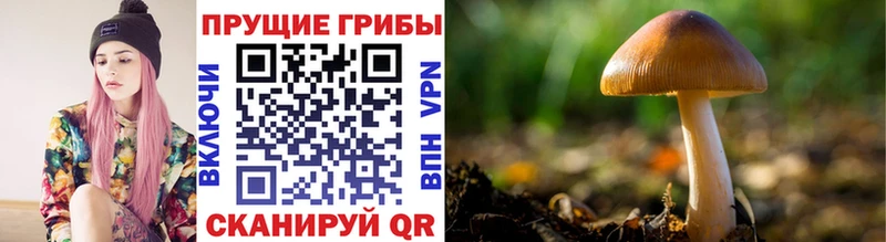 Псилоцибиновые грибы Magic Shrooms  где найти   Давлеканово 